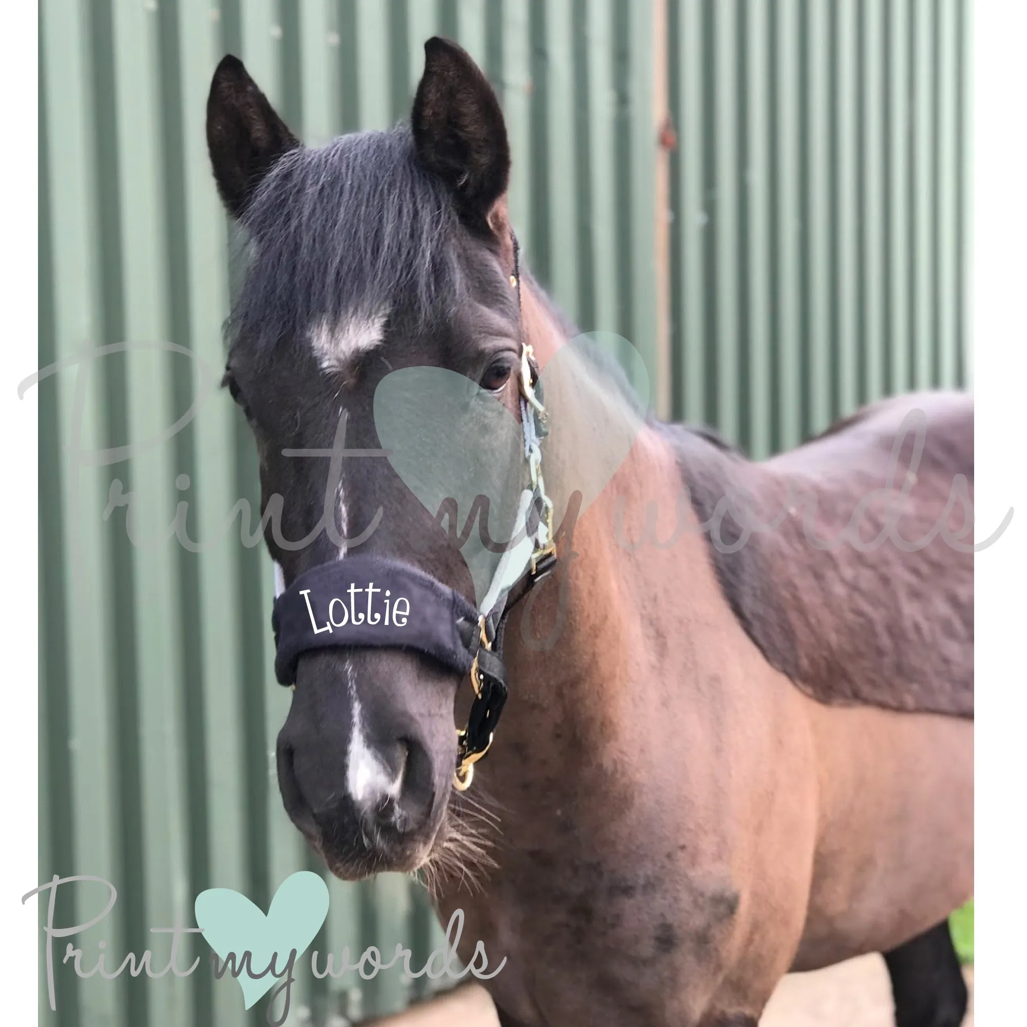 Personalised Anatomical Headcollar And Leadrope Set - Cutie Design