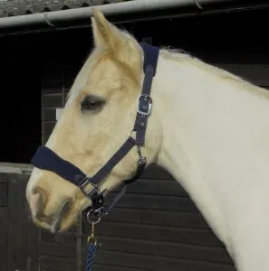 Personalised Anatomical Headcollar And Leadrope Set - Cutie Design