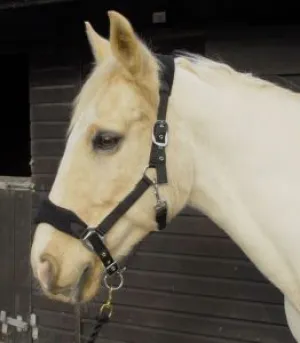 Personalised Anatomical Headcollar And Leadrope Set - Cutie Design